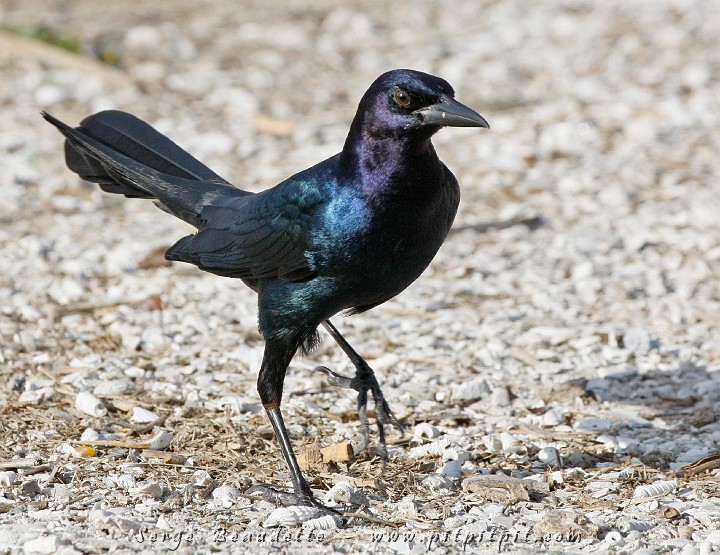 2009-01-04 15-59-54__MG_9878.JPG